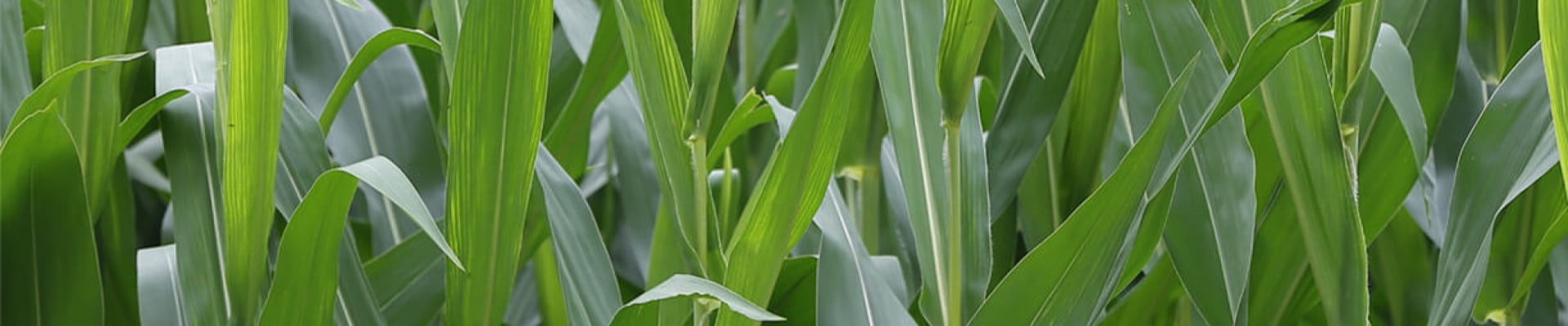 Corn-CTA.jpg